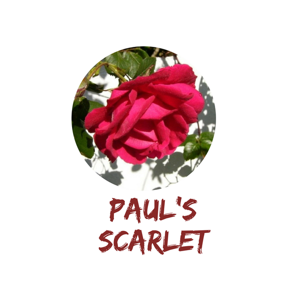 Paul's Scarlet