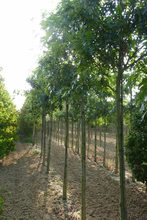 Quercus coccinea 'Splendens'