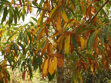 Quercus heterophylla
