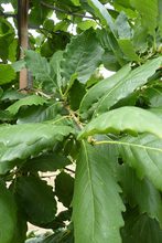 Quercus mirbeckii