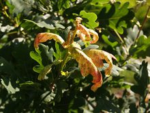 Quercus robur 'Aurea Bicolor'