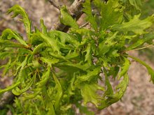Quercus robur 'Strypemonde'