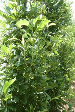 Quercus sessilis 'Columna'