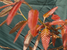 Quercus variabilis