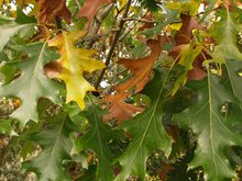 Quercus velutina 'Albertsii'