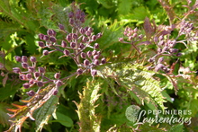 Spiraea japonica 'Crispa'