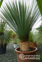 Yucca rostrata 'Blue Selection'