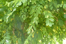 Robinia pseudoacacia 'Umbraculifera'