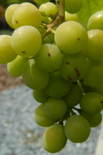 Vitis vinifera 'Chasselas doré'