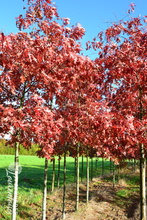 Quercus coccinea variegata