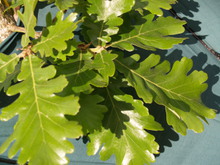 Quercus macon