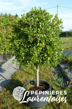 Quercus phillyraeoïdes.JPG