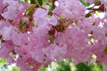 Lagerstroemia 'Rose Thé'