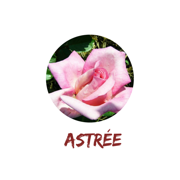 Astrée