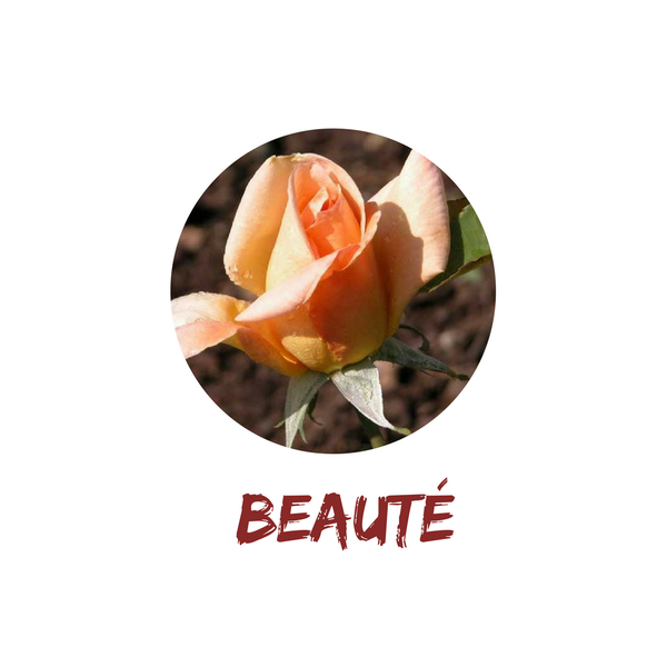 Beauté