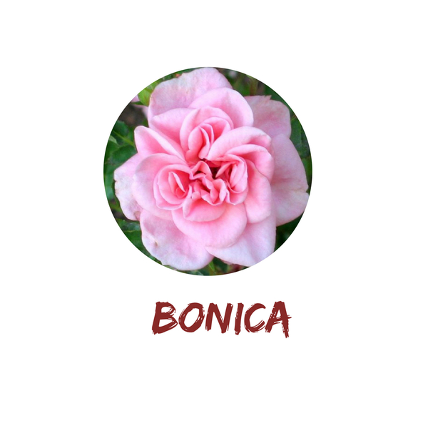 Bonica