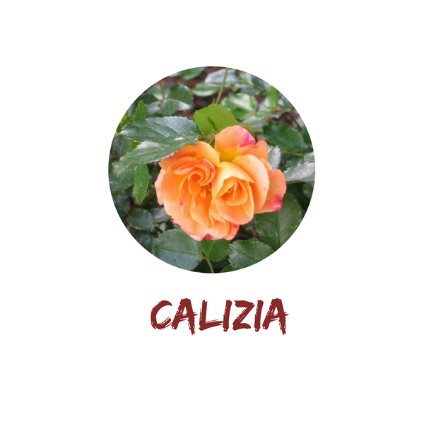 Calizia