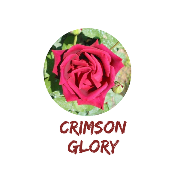 Crimson Glory