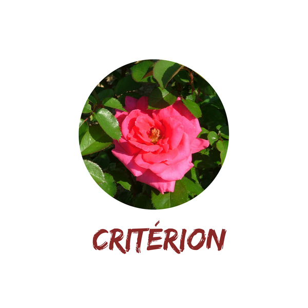 Critérion