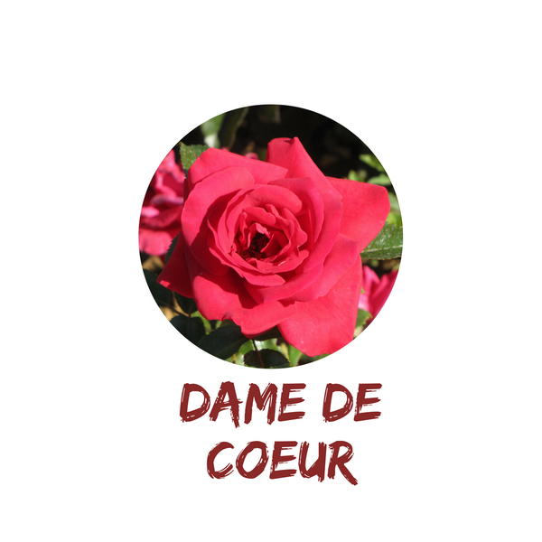 Dame de coeur