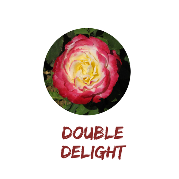 Double Delight