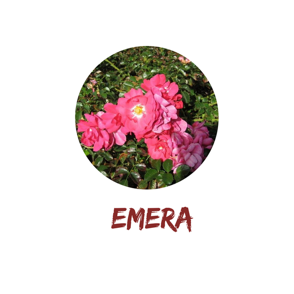 Emera