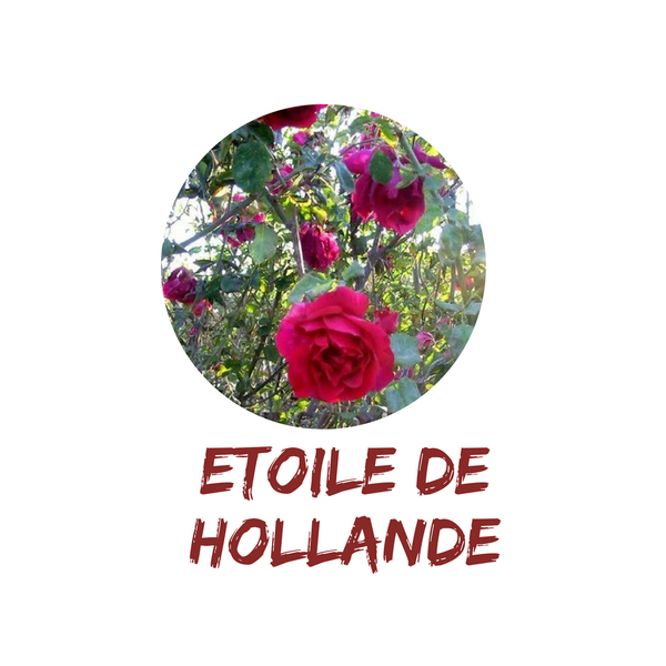 Etoile de Hollande