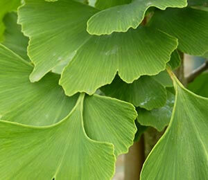 Ginkgos