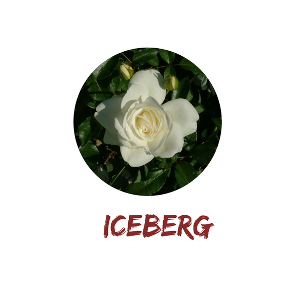 Iceberg