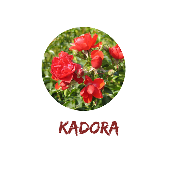 Kadora