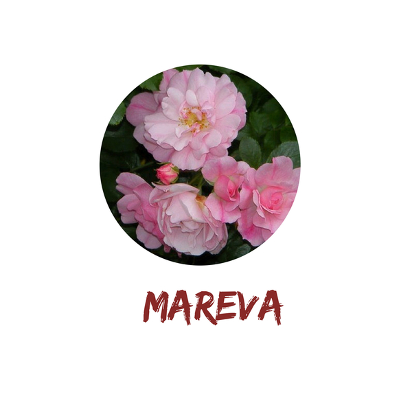 Mareva