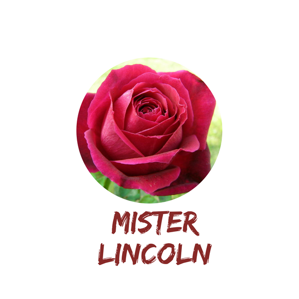 Mister Lincoln