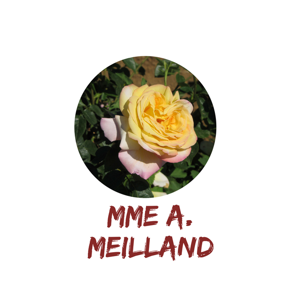 Mme A. Meilland