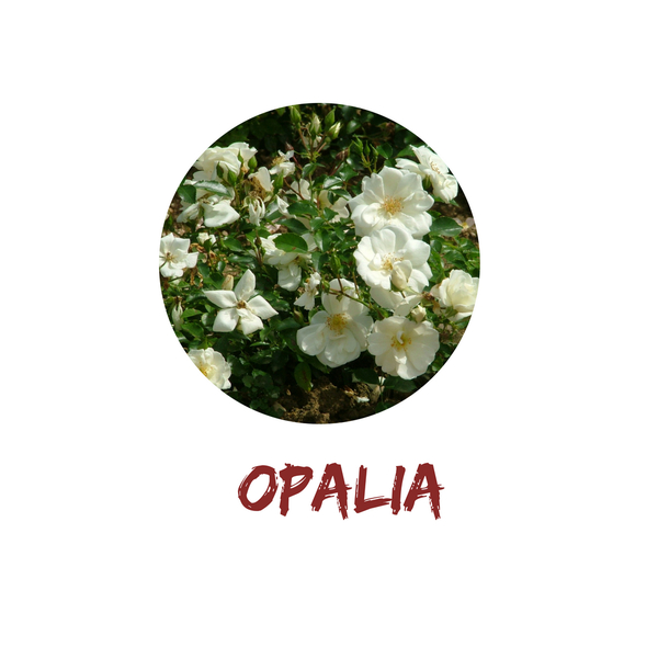 Opalia