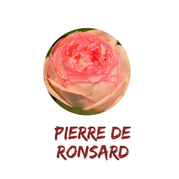 Pierre de Ronsard