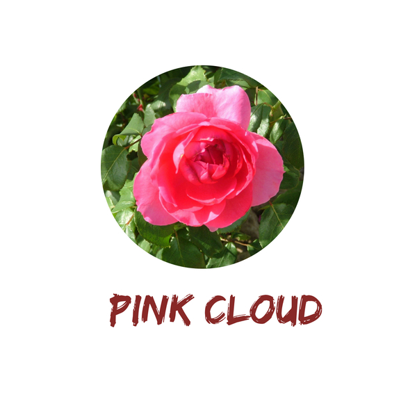 Pink Cloud