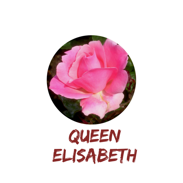 Queen Elisabeth