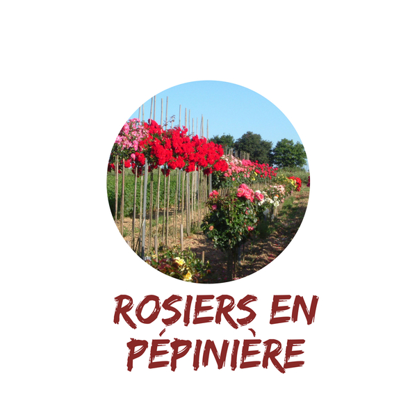 Rosiers pépinière