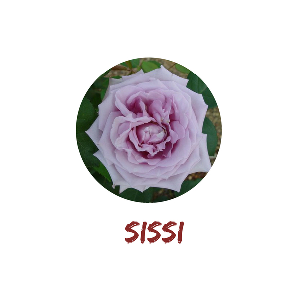 Sissi