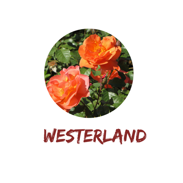 Westerland