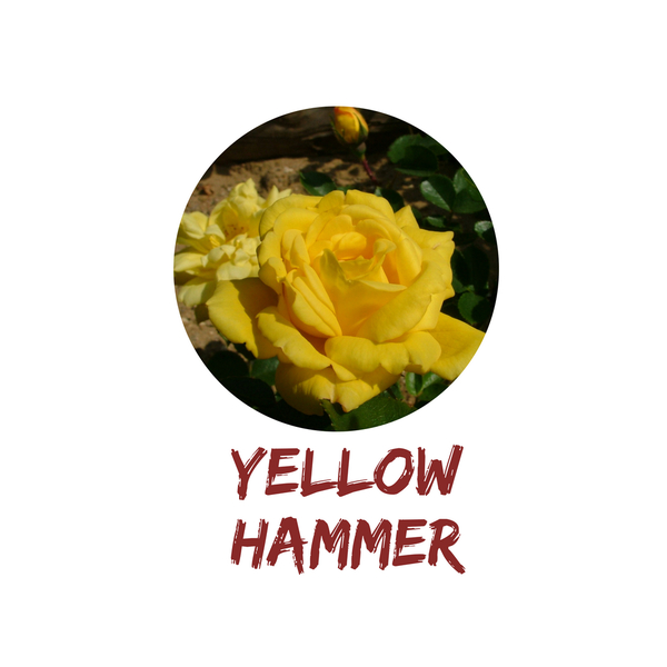 Yellow Hammer