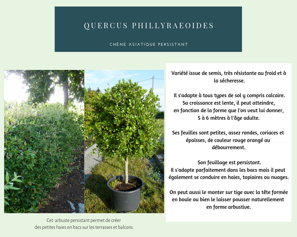 Quercus