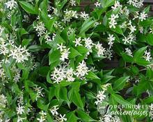 Trachelospermum jasminoides Winter Ruby