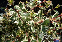 Abelia x grandiflora 'Confetti'® Conti