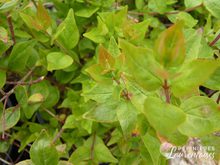 Abelia x zanderi 'Little Richard'