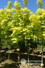 Acer platanoides 'Princeton Gold'