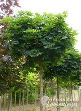 Acer platanoides globosum