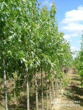 Acer saccharinum 'Wieri'