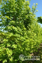 Acer saccharium 'Pyramidalis'