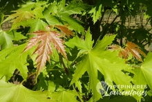 Acer saccharium 'Pyramidalis'